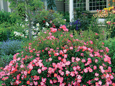 Pink Drift roses in the landscape