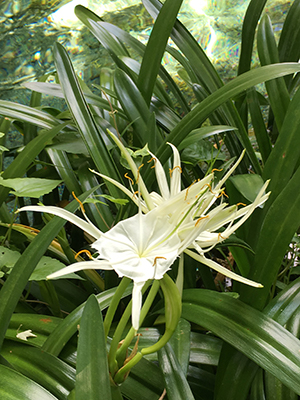White flowers with long, narrow petals and tall, spidery stamens, and deep green, stap-like leaves