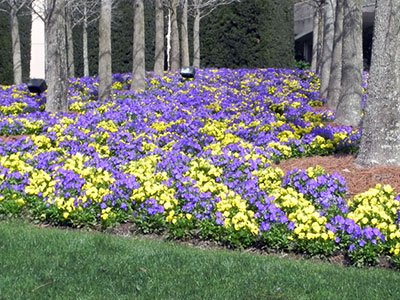 Spring flower bed of yellow and purple annuals