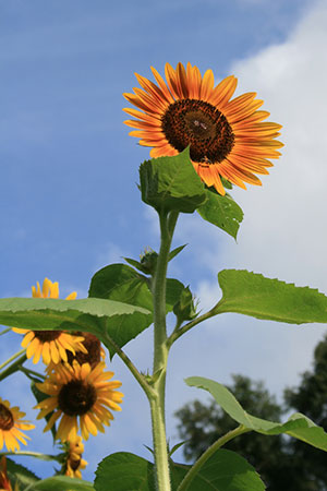 Sunflower