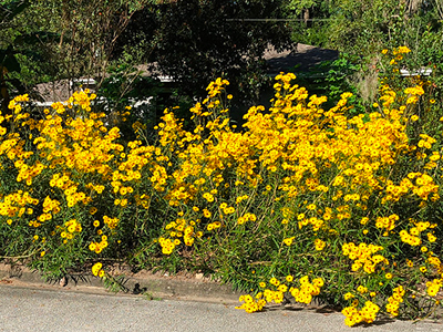 A clump of tall yellow flowers growing in a front yard