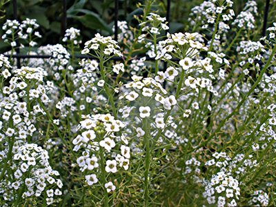 Sweet alyssum has clusters of small white flowers