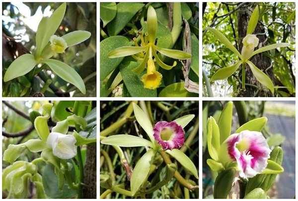 Six photos of orchid description follows text: pale green-yellow, yellow, white, white and short almost stunted looking, pink edges with white throat, pink edges with white throat and again shorter and squatter
