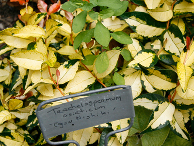 A groundcover plant with more yellow to its leaves than green