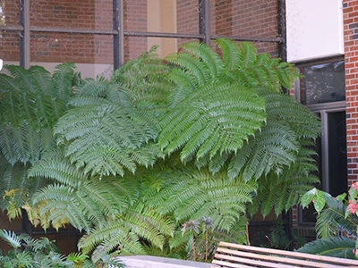Large green fern outside a shady corner of a building