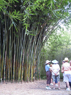 A large stand of clumping bamoo with a group of people standing below to show how tall it is