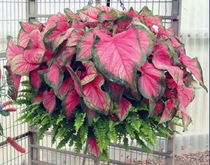 A suspended cluster of caladium plants with large heart shaped leaves, hot pink and edged in green, with some fern peeking out from below