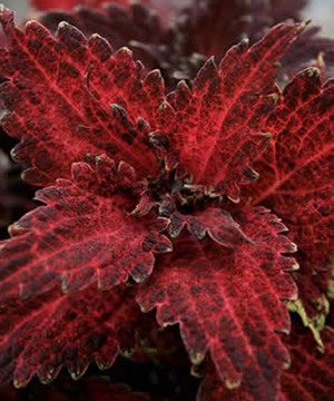 Red frilly coleus