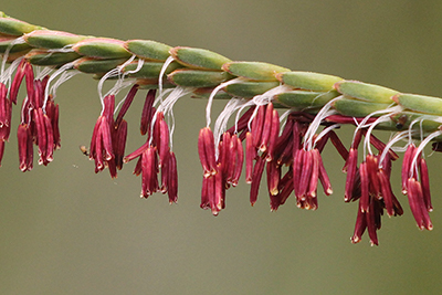 Very close view of tiny pinkish flowers hanging from a blade of fakahatcheee grass