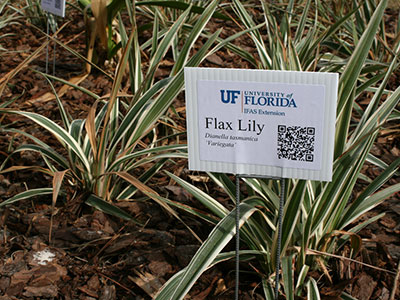 flax lily ifas variegated plants florida uf form