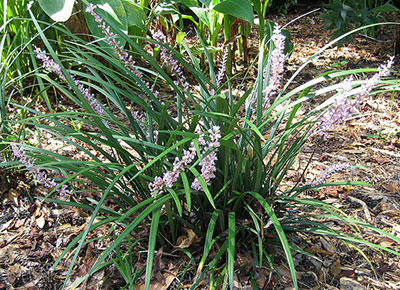 A green grasslike clumping plant with spikes of purple flowers