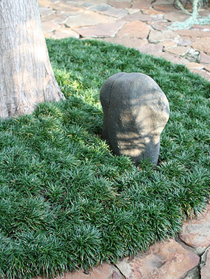 mondo grass filling a raised planter surrounded a large tree