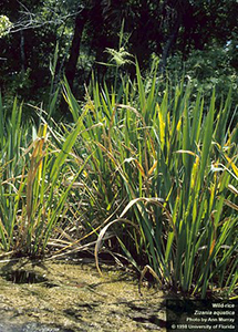 Tall grasslike plants growing in water along pond