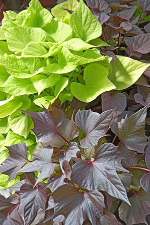 A chartreuse green sweet potato plant and a dark purple sweet potato plant