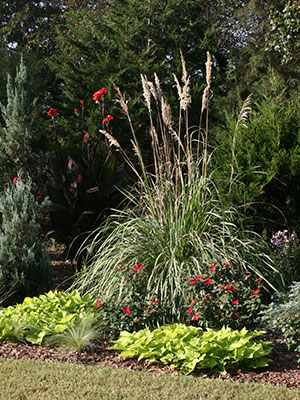 Pampas grass in a landscape bed