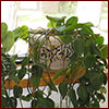 Potted heart-leaf philodendron