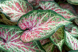 Long heart-shaped leaves of caladium plant are patterned in green, white, and pink.