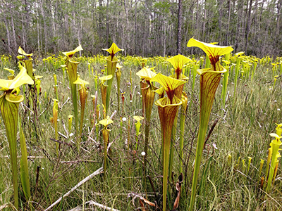 A stand of pitcher plants