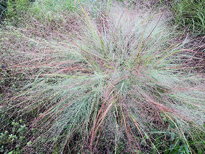 A tuft of airy purple lovegrass