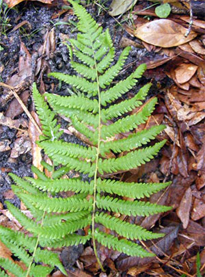 Southern shield fern