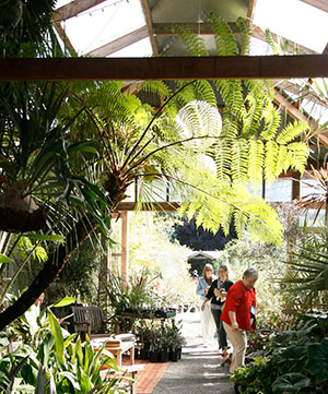 A tree fern stretches overhead shoppers in greenhouse nursery