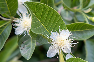 Guava flowers are small, white, and have more stamens than petals making them very fringey