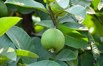 Small green guava fruit on the tree