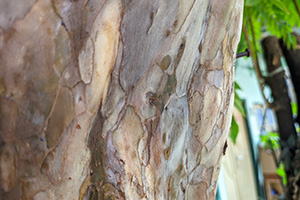 Guava tree bark is smooth and peeling