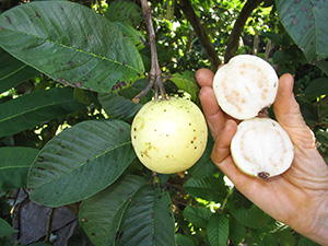 Round mottled cream colored guava fruit on the tree with a hand holding up a guava cut in half to reveal white flesh