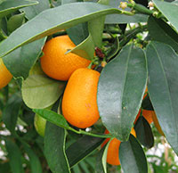 Kumquats on tree