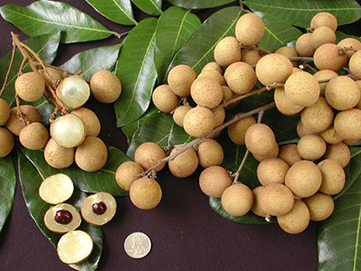 'Kohala' longan fruit