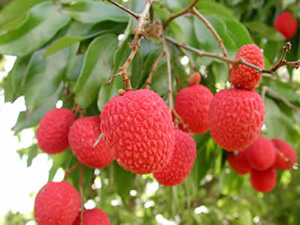 Bright red lychee fruit hanging from tree