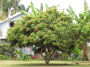 Mature lychee tree in a Hawaii home landscape