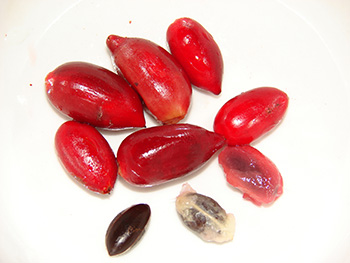 Small red oblong fruit and two of the dark brown seed