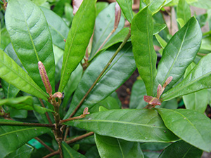 Close view of the miracle fruit's leaves, elongated and pointed at the end, a shiny light green