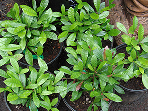 Small black nursery pots of immature miracle fruit plants as seen from above