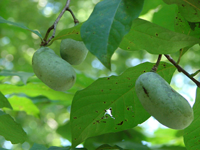 Kidney-shaped green fruits on tree, 
