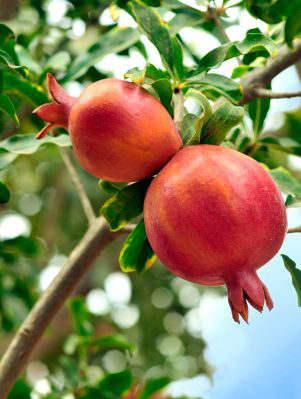 Two pomegranate fruit on the tree