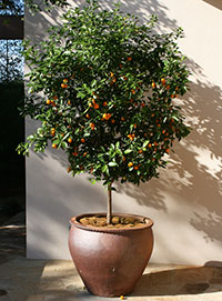 Potted Lime Tree Garden Design Ideas