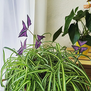 Spider plant with purple clover