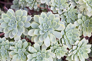 Succulent plant with many pale green rosettes of fleshy leaves
