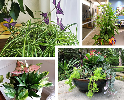 A composition of four photos showing containers holding more than one species of indoor plant