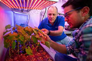 Two men looking at plants that are under a pinkish LED light system
