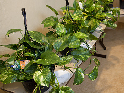 heart-leaf philodendrons in baskets