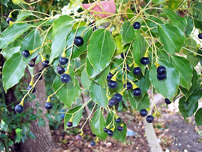 Shiny leaves and large black berries