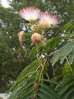 Mimosa blossoms