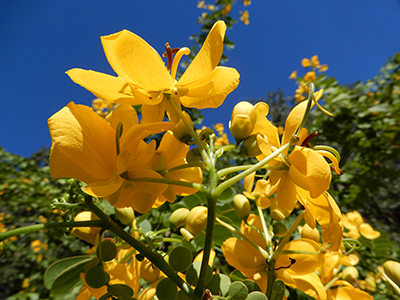 Bright yellow flowers against a blue sky