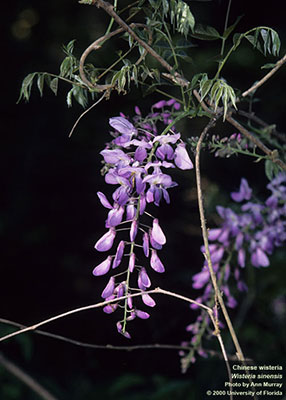 Invasive Chinese wisteria