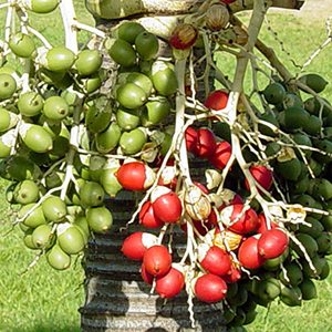 Mature red and unripe green fruit hanging from palm trunk in bunches like grapes