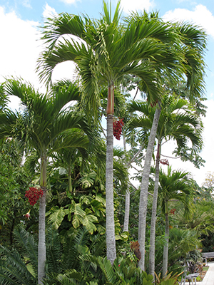 Several graceful palms with some showing bright red fruits